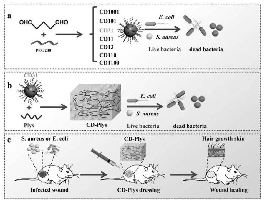 碳納米點(diǎn)、可注射碳納米點(diǎn)-ε-聚賴氨酸水凝膠及其制備方法與應(yīng)用
