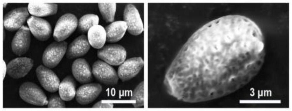 一種藥物緩釋載體及其制備方法與應用