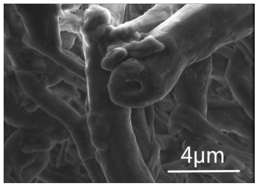 一種以靈芝菌絲為載體制備緩釋藥物的方法