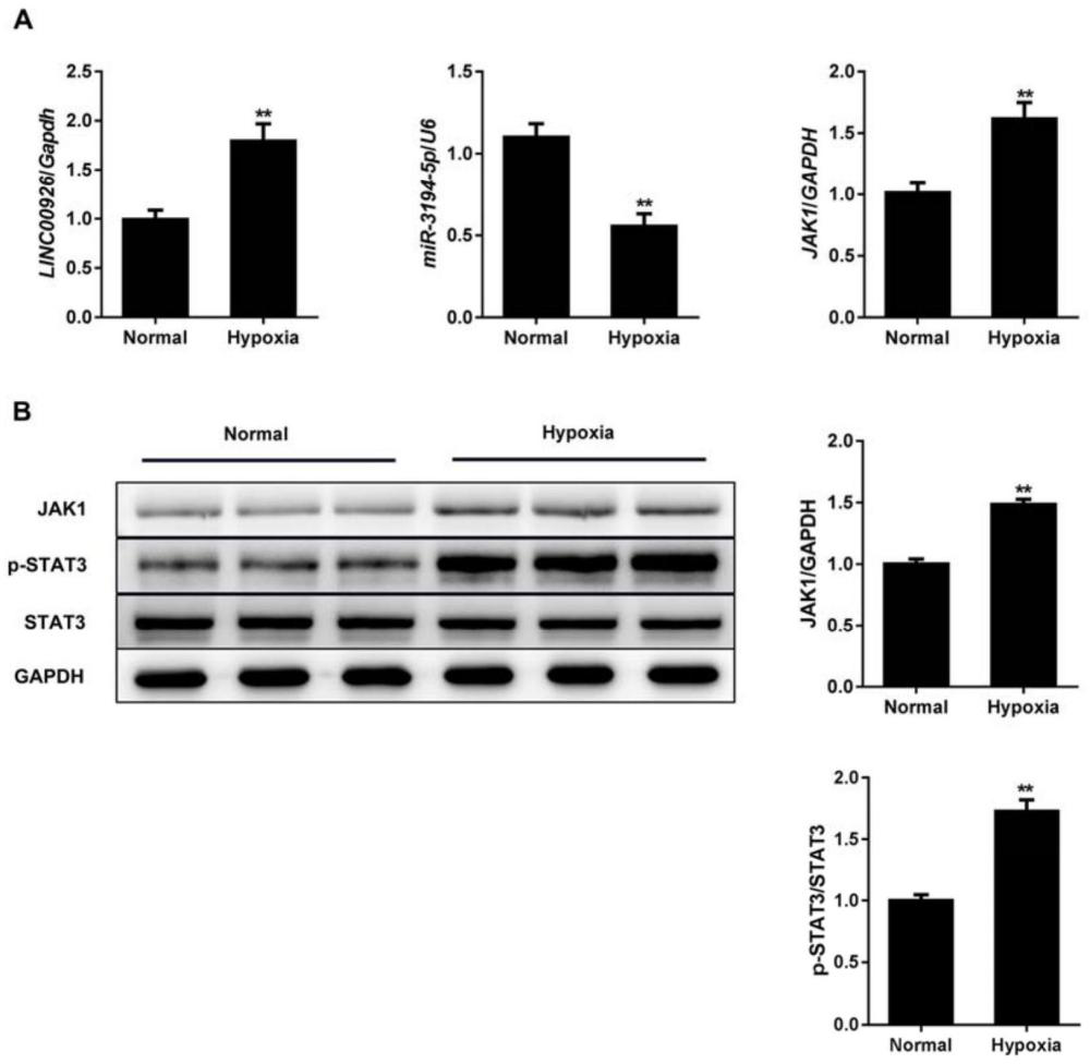 信號通路在CHD藥物開發(fā)中的應用