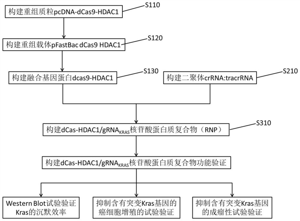 含有靶向突變型KRAS融合基因的重組載體、融合蛋白及蛋白質(zhì)復(fù)合物及其構(gòu)建方法和應(yīng)用