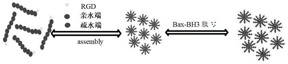 一種抗腫瘤多肽Bax-BH3、熒光高分子納米膠束及其制備方法和應(yīng)用