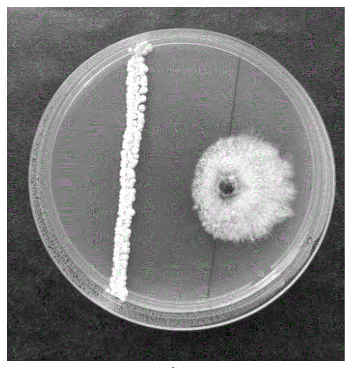 一株吸水鏈霉菌及其應(yīng)用